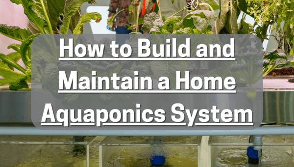 How to Build and Maintain a Home Aquaponics System