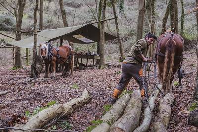 Horses can be ridden